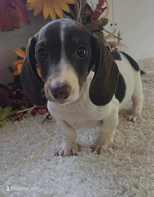 Puppy 2 – Miniature Dachshund puppy for sale in West Monroe, LA