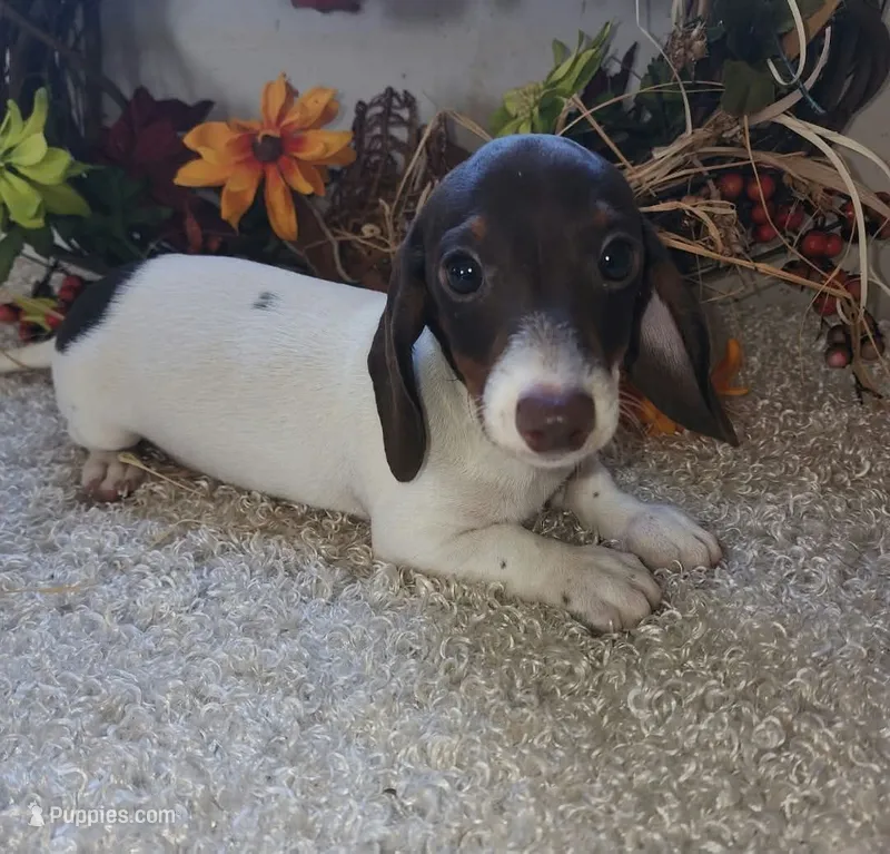 Puppy 1 – Miniature Dachshund puppy for sale in West Monroe, LA