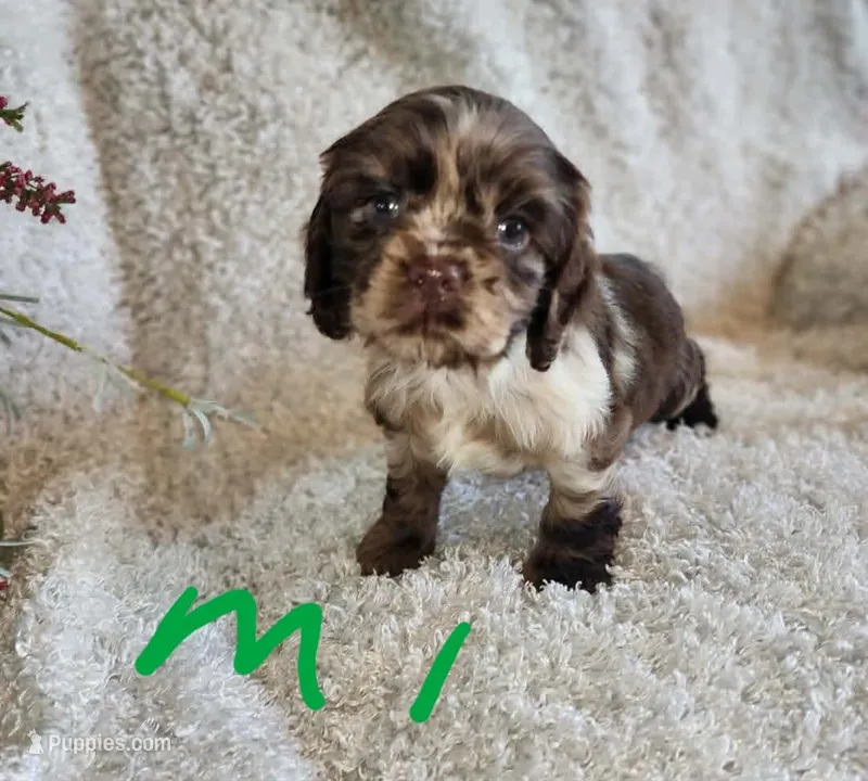 Jax – Cocker Spaniel puppy for sale in West Monroe, LA