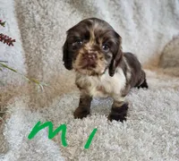 Jax, a male Cocker Spaniel for sale in West Monroe, LA – 1 of 1