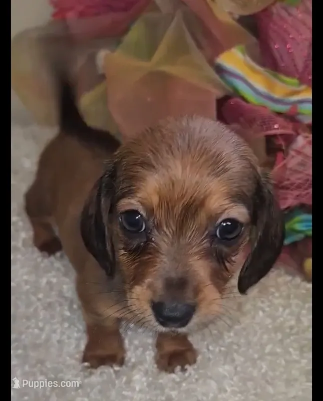 Marley – Dachshund puppy for sale in West Monroe, LA