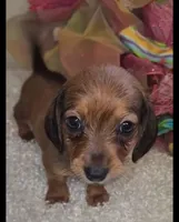 Marley, a female Dachshund for sale in West Monroe, LA – 1 of 1
