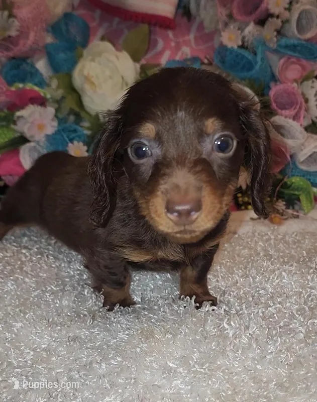 Charlie  – Miniature Dachshund puppy for sale in West Monroe, LA