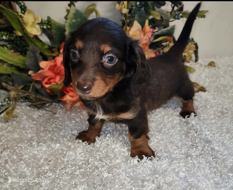 Snickers – Miniature Dachshund puppy for sale in West Monroe, LA