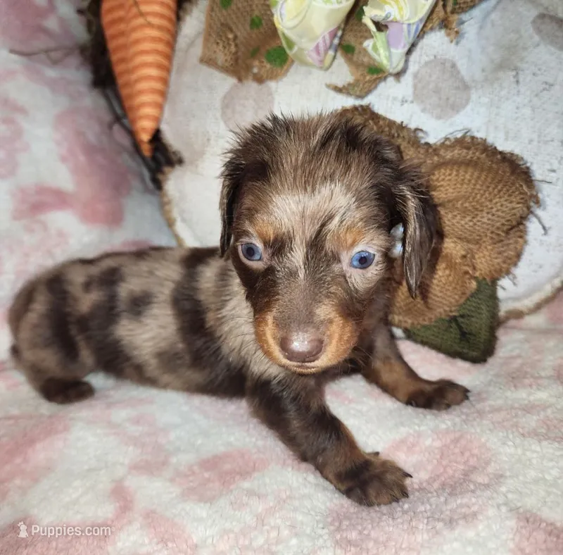 Ace – Miniature Dachshund puppy for sale in West Monroe, LA