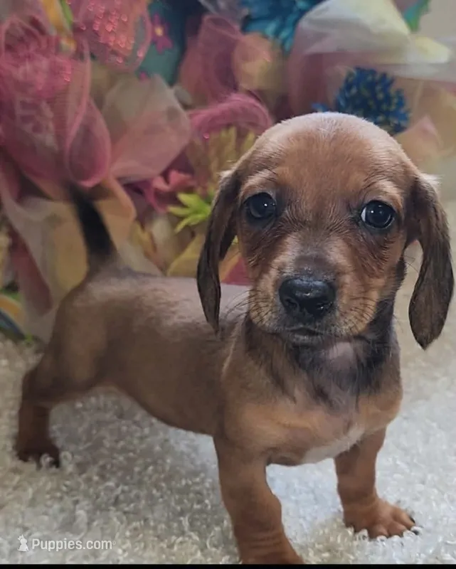 Ruby – Miniature Dachshund puppy for sale in West Monroe, LA