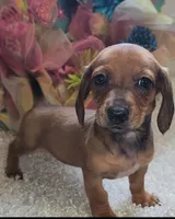 Ruby, a female Miniature Dachshund for sale in West Monroe, LA – 1 of 1