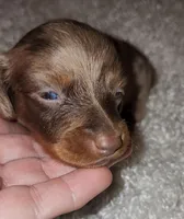 Ace, a male Miniature Dachshund for sale in West Monroe, LA – Photo 2 of 2