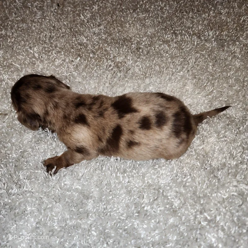 Ace – Miniature Dachshund puppy for sale in West Monroe, LA