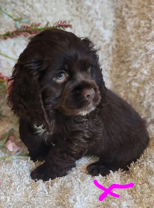 Willow – Cocker Spaniel puppy for sale in West Monroe, LA