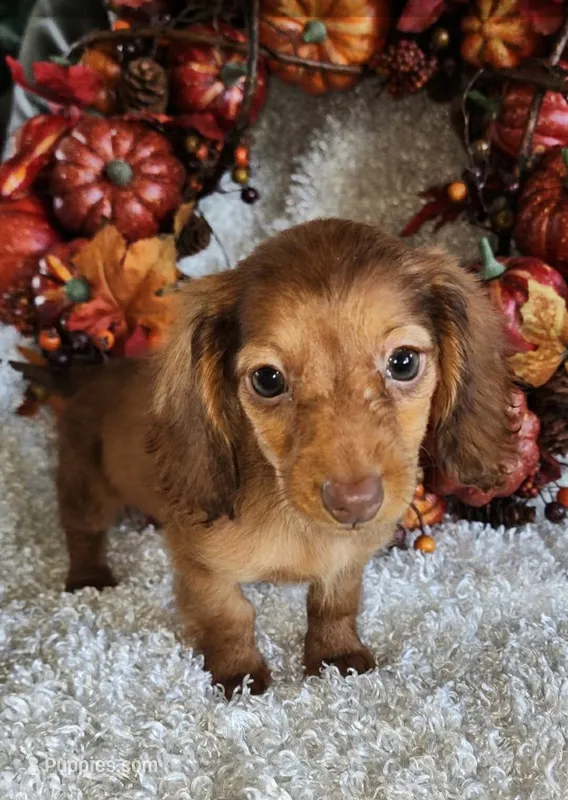 Lilly – Miniature Dachshund puppy for sale in West Monroe, LA