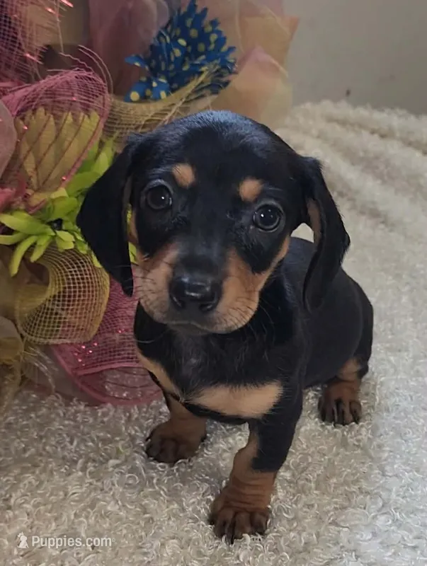 Winnie – Miniature Dachshund puppy for sale in West Monroe, LA