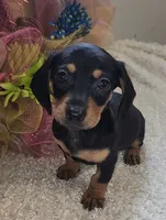 Winnie, a female Miniature Dachshund for sale in West Monroe, LA – 1 of 1