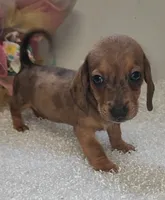 Peewee, a male Miniature Dachshund for sale in West Monroe, LA – 1 of 1