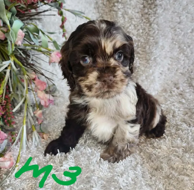 Jasper – Cocker Spaniel puppy for sale in West Monroe, LA