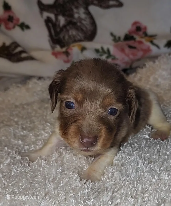 Affie – Miniature Dachshund puppy for sale in West Monroe, LA