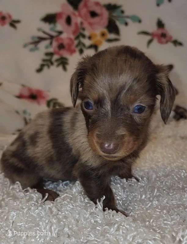 Ace – Miniature Dachshund puppy for sale in West Monroe, LA