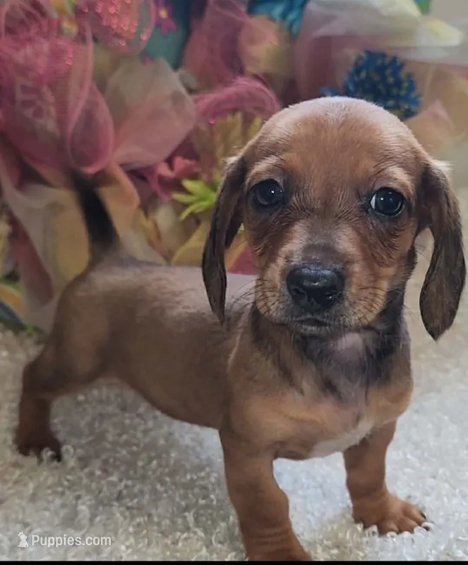 Ruby – Dachshund puppy for sale in West Monroe, LA
