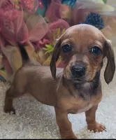 Ruby, a female Dachshund for sale in West Monroe, LA – 1 of 1