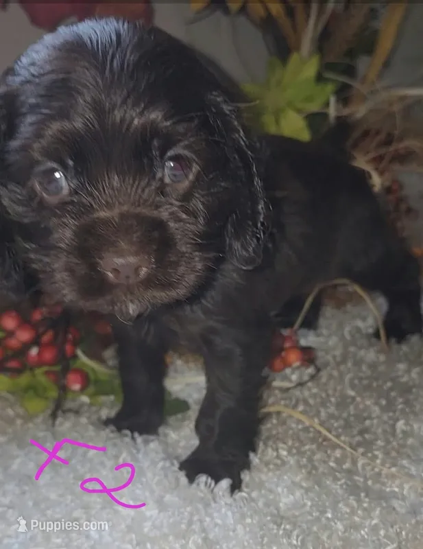 Candie – Cocker Spaniel puppy for sale in West Monroe, LA
