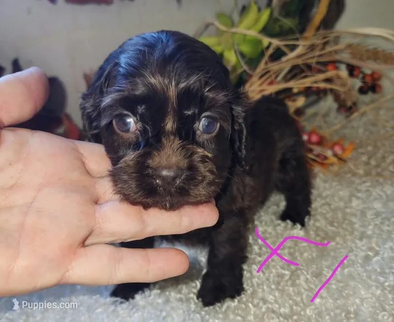 Cali – Cocker Spaniel puppy for sale in West Monroe, LA