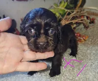 Cali, a female Cocker Spaniel for sale in West Monroe, LA – 1 of 1