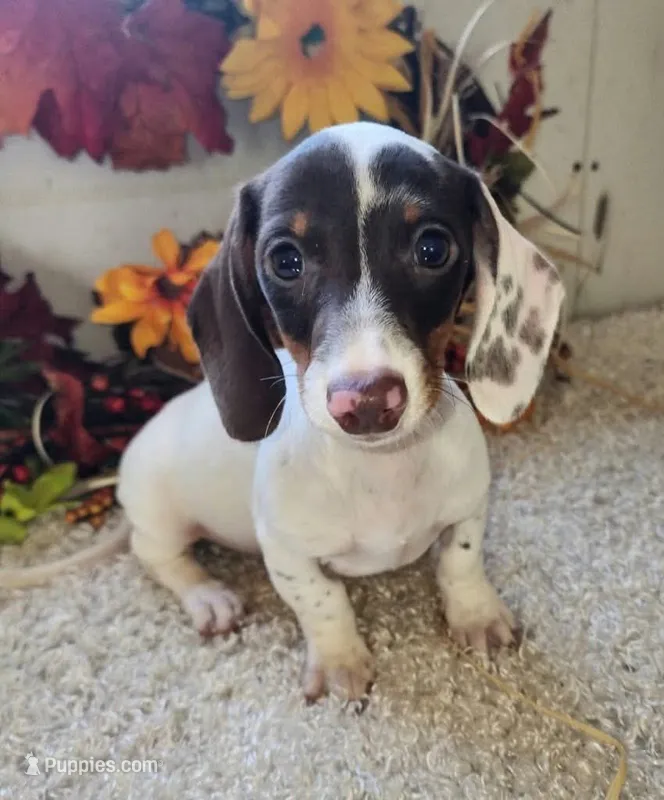 Puppy 3, a male Miniature Dachshund for sale in West Monroe, LA – 1 of 1