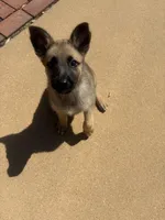 Sadie Marie, a female Belgian Malinois for sale in Auburn, AL – Photo 2 of 6