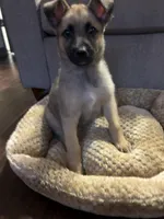 Sadie Marie, a female Belgian Malinois for sale in Auburn, AL – Photo 5 of 6