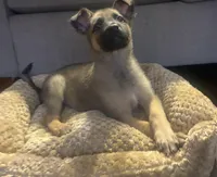 Sadie Marie, a female Belgian Malinois for sale in Auburn, AL – Photo 3 of 6