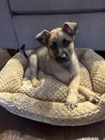 Sadie Marie, a female Belgian Malinois for sale in Auburn, AL – Photo 6 of 6