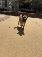 Sadie Marie, a female Belgian Malinois for sale in Auburn, AL – Photo 4 of 6