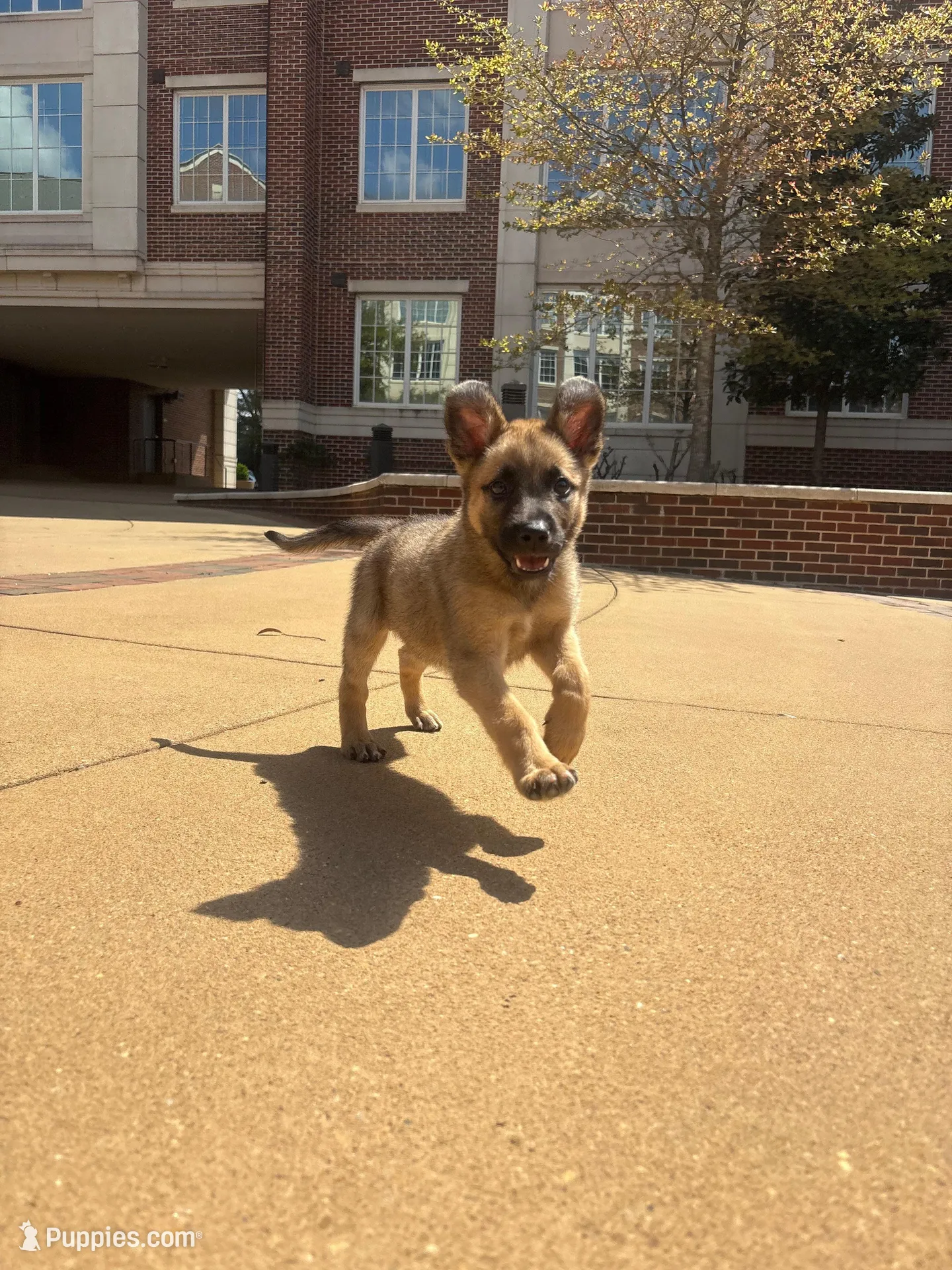 Sadie Marie – Belgian Malinois puppy for sale in Auburn, AL