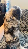 Max 1, a male Poodle - Toy  for sale in Cadet, MO – 3 of 3