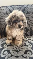 Max 2, a male Poodle - Toy  for sale in Cadet, MO – 3 of 3