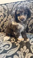 Max 3, a male Poodle - Toy  for sale in Cadet, MO – 3 of 3