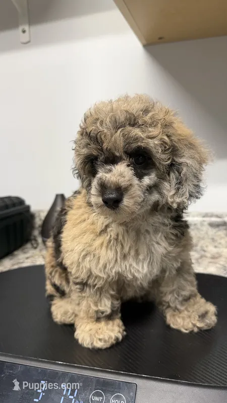 Max 2 – Poodle - Toy  puppy for sale in Cadet, MO