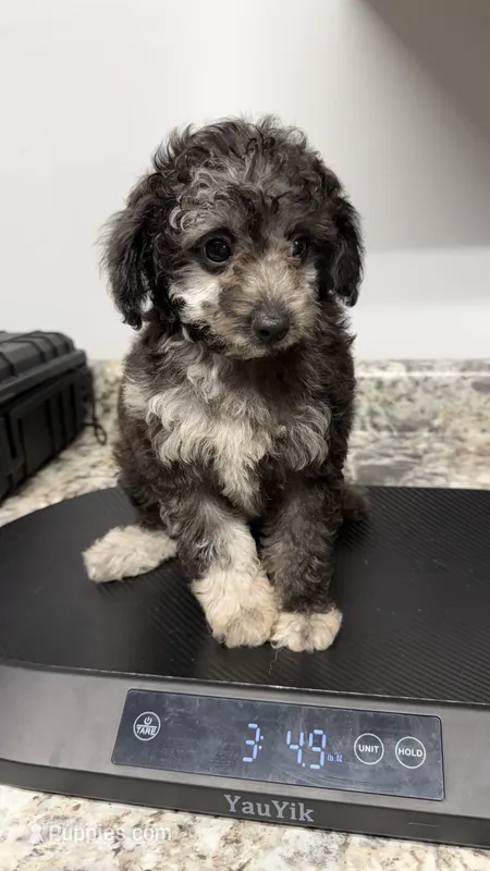 Max 3 – Poodle - Toy  puppy for sale in Cadet, MO