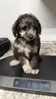 Max 3, a male Poodle - Toy  for sale in Cadet, MO – 1 of 3