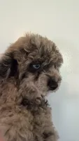 Max 2, a male Poodle - Toy  for sale in Cadet, MO – 2 of 3