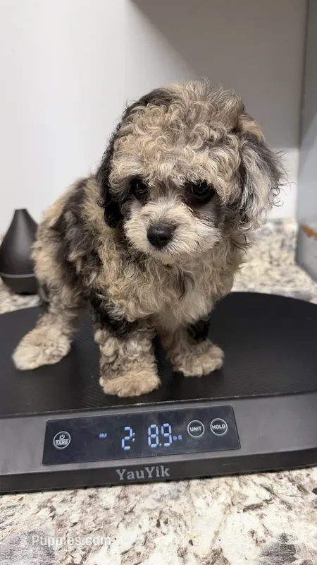 Max 1 – Poodle - Toy  puppy for sale in Cadet, MO