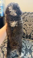 Max 3, a male Poodle - Toy  for sale in Cadet, MO – 2 of 3