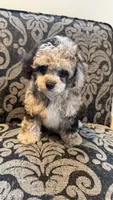 Max 1, a male Poodle - Toy  for sale in Cadet, MO – 2 of 3