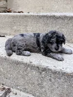 Blossom, a female Poodle - Toy  for sale in Baltimore Highlands, MD – 3 of 4