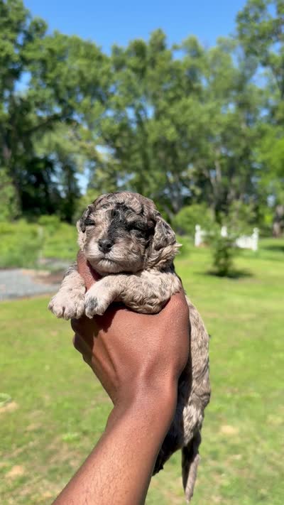 Blossom, a female Poodle - Toy  for sale in Baltimore Highlands, MD – 4 of 4