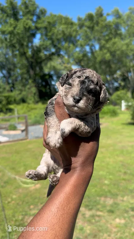 Blossom – Poodle - Toy  puppy for sale in Baltimore Highlands, MD