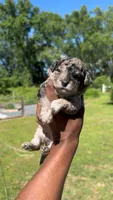 Blossom, a female Poodle - Toy  for sale in Baltimore Highlands, MD – 1 of 4