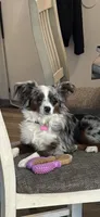 Gandalf, a male Miniature American Shepherd for sale in Tucson, AZ – 4 of 8