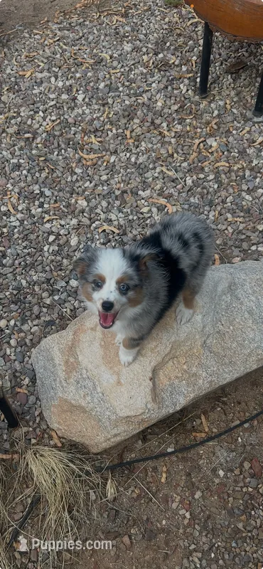 Gandalf – Miniature American Shepherd puppy for sale in Tucson, AZ