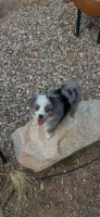 Gandalf, a male Miniature American Shepherd for sale in Tucson, AZ – 1 of 8